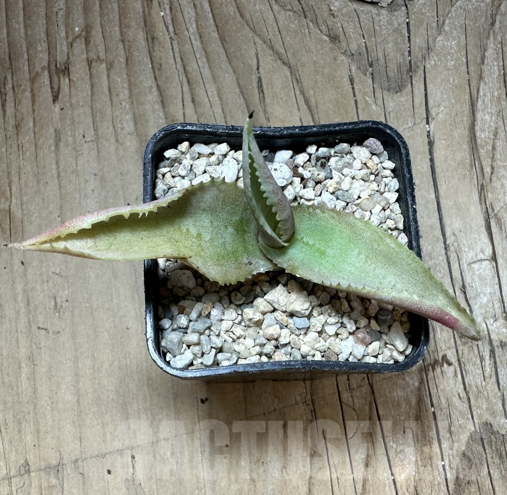 SHPR32668 Agave gypsophila 'Curly' - Image 3