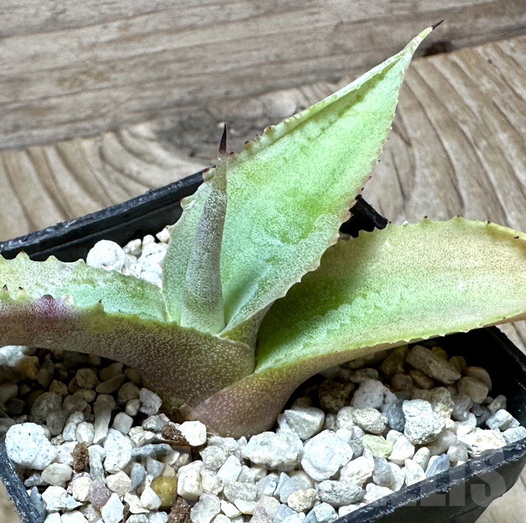 SHPR32669 Agave gypsophila 'Curly'