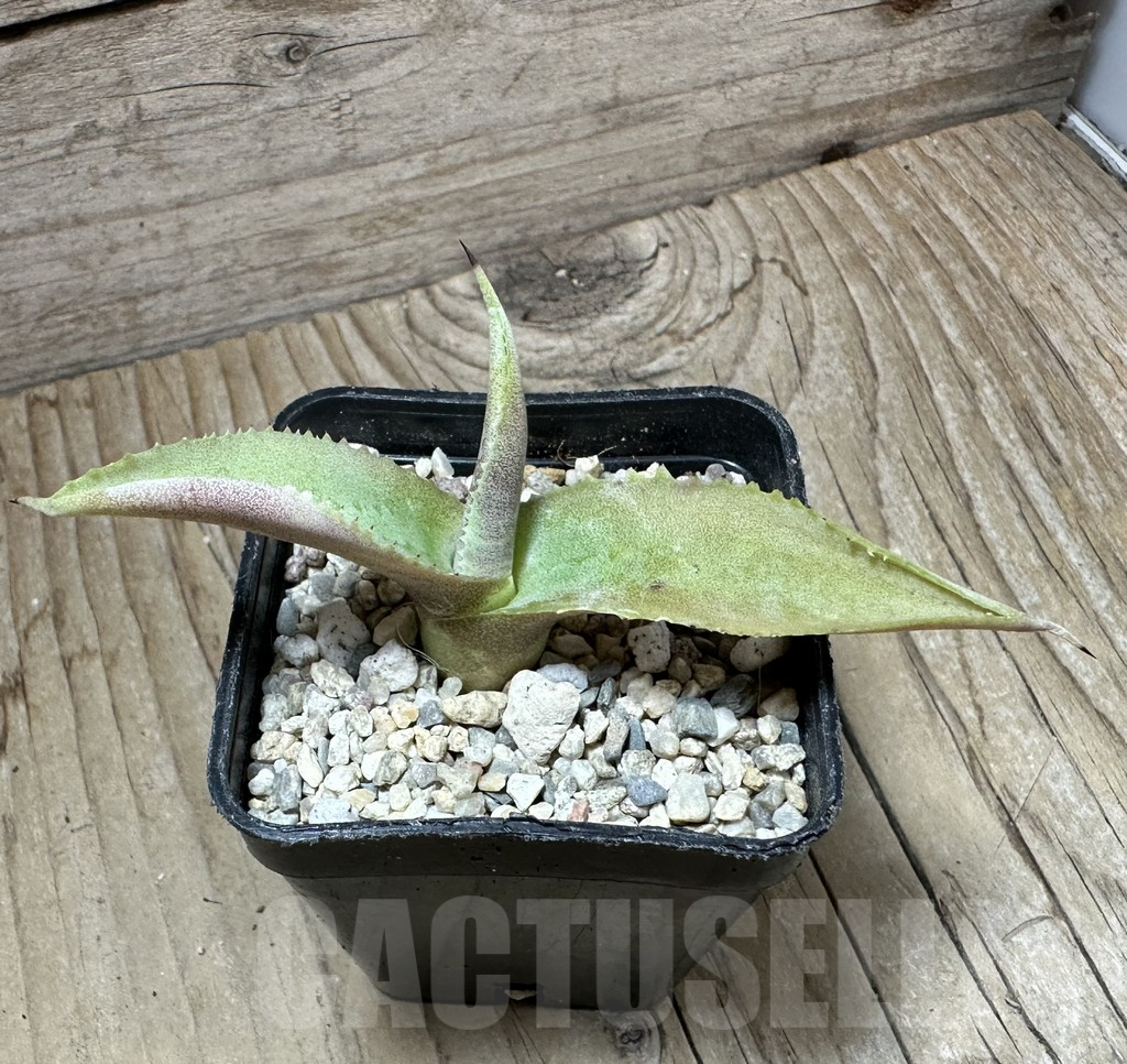 SHPR32670 Agave gypsophila 'Curly' - Obrázek 2