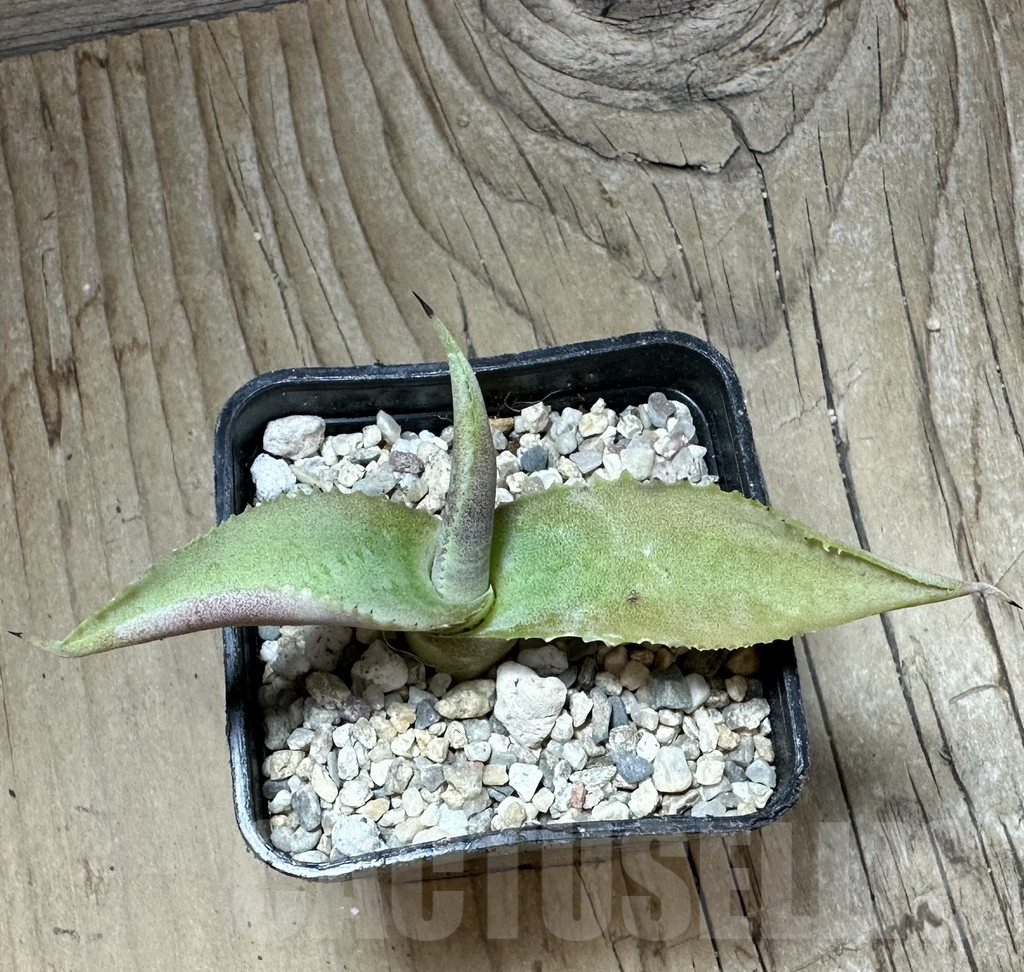 SHPR32670 Agave gypsophila 'Curly' - Obrázek 3