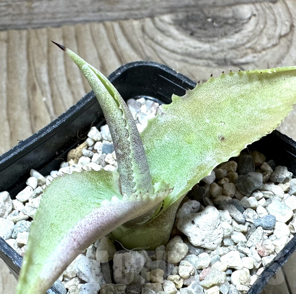 SHPR32670 Agave gypsophila 'Curly'