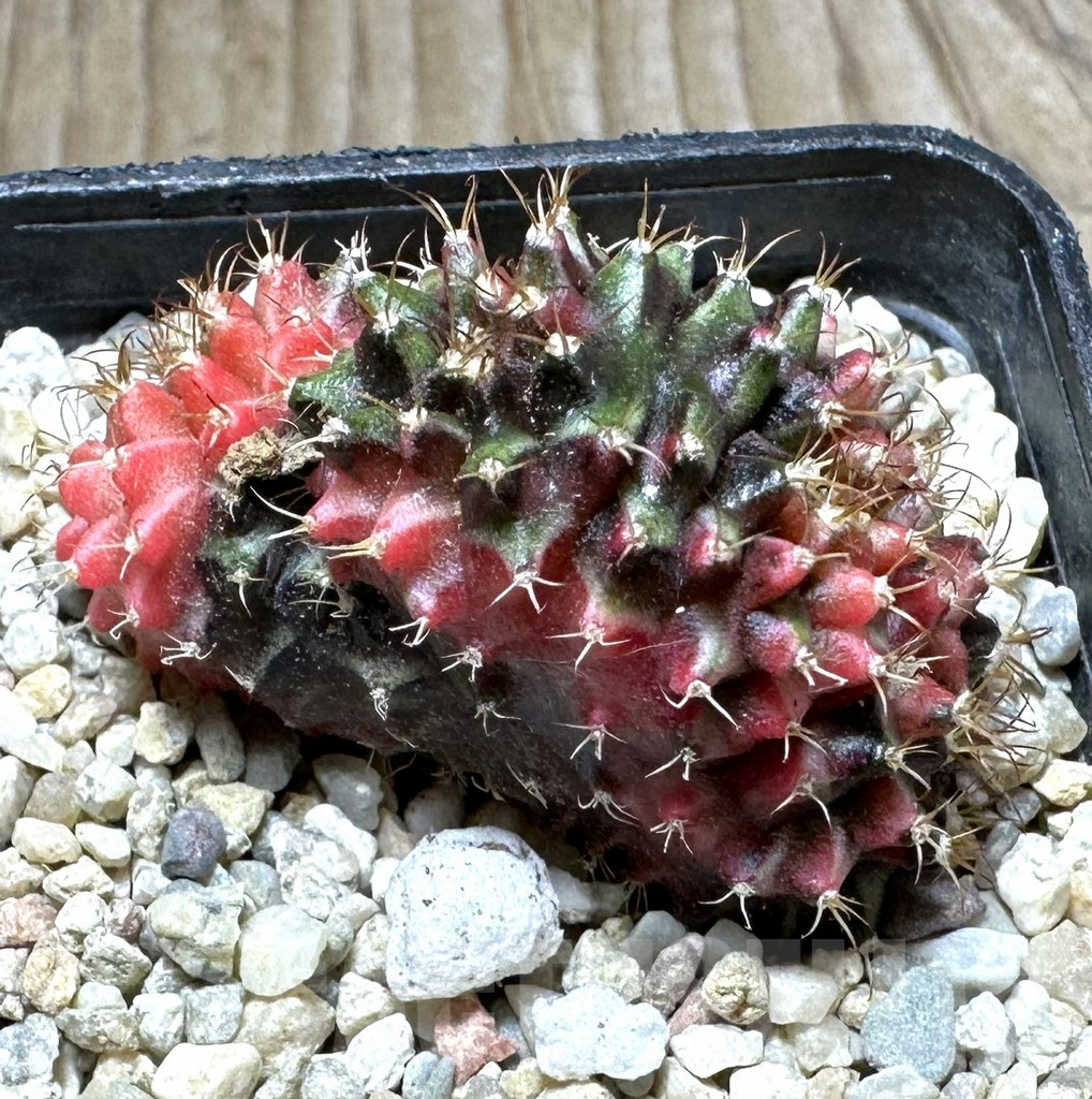 SHPR32759 Gymnocalycium mihanovichii f. variegata cristata - Image 2
