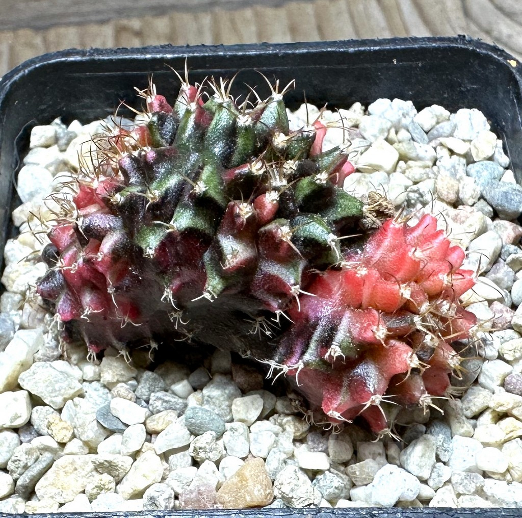 SHPR32759 Gymnocalycium mihanovichii f. variegata cristata