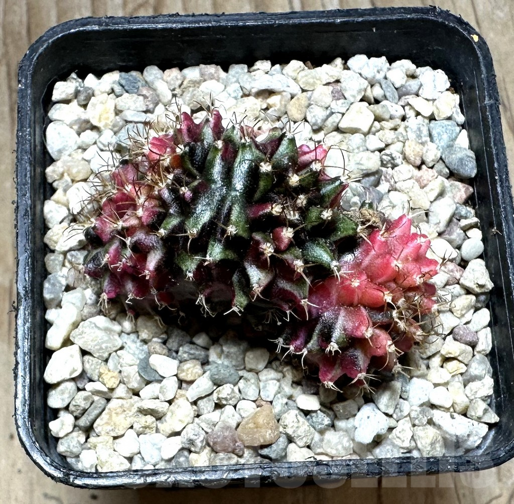 SHPR32759 Gymnocalycium mihanovichii f. variegata cristata - Image 3