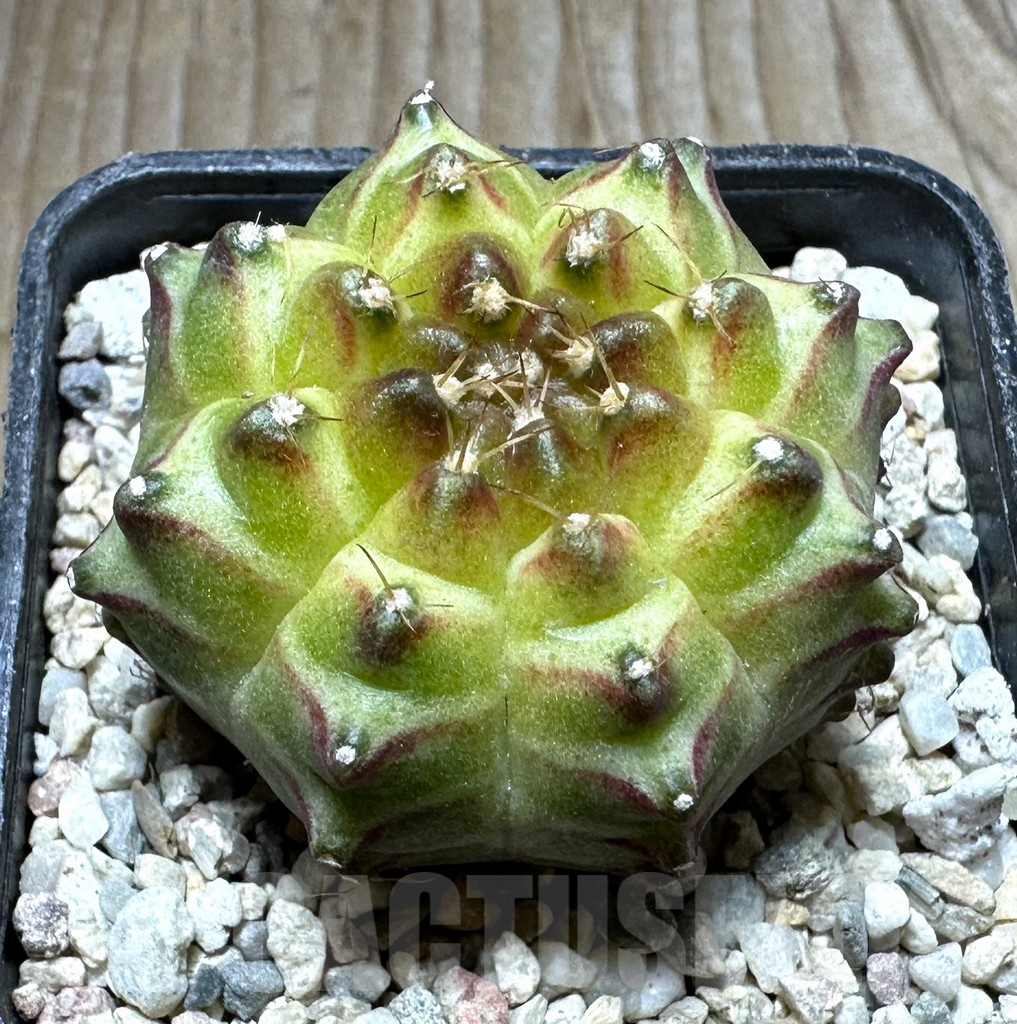 SHPR32761 Gymnocalycium mihanovichii 'Neon'
