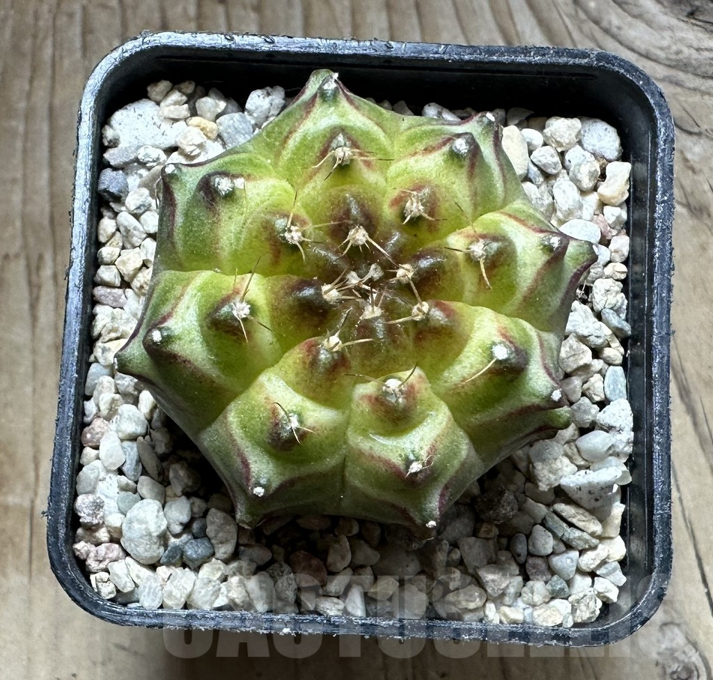 SHPR32761 Gymnocalycium mihanovichii 'Neon' - Image 2