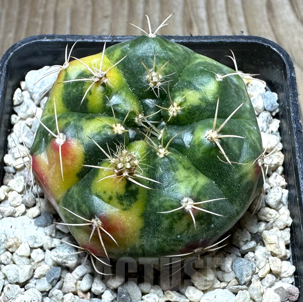 SHPR32762 Gymnocalycium damsii f.variegata