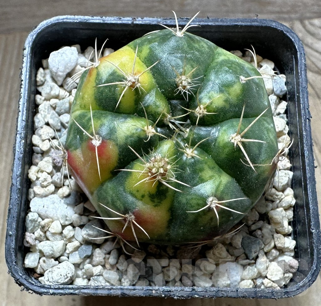 SHPR32762 Gymnocalycium damsii f.variegata - Image 2
