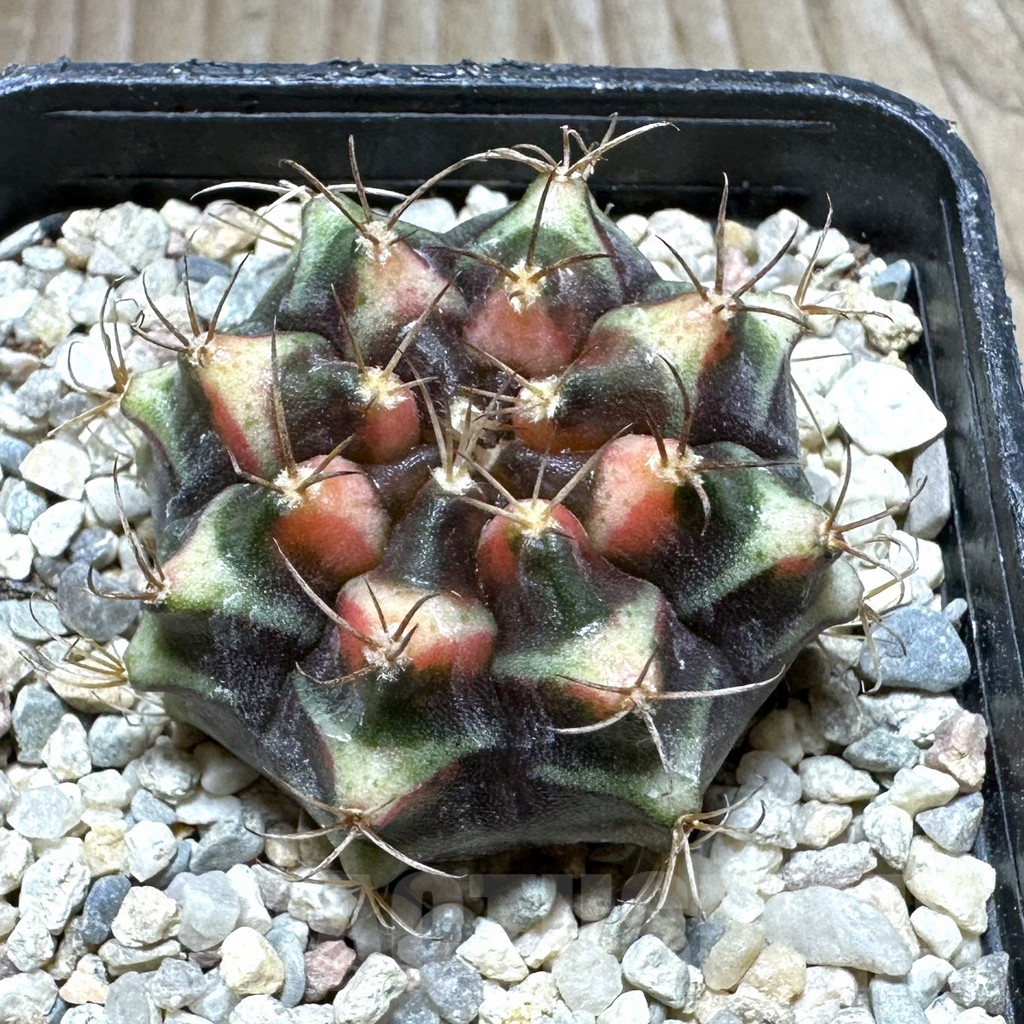 SHPR32763 Gymnocalycium mihanovichii f. variegata seedling