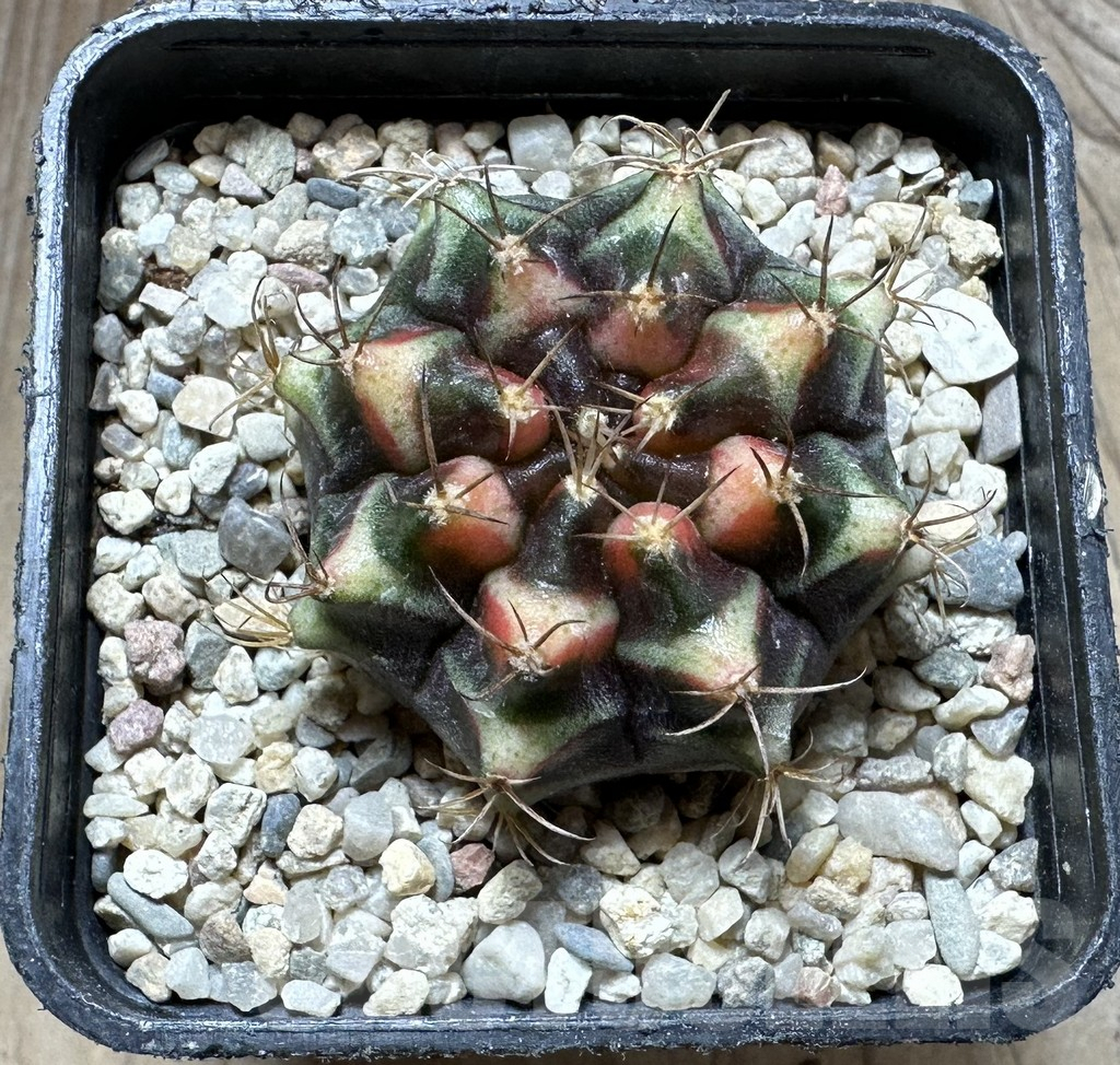 SHPR32763 Gymnocalycium mihanovichii f. variegata seedling - 画像 (2)