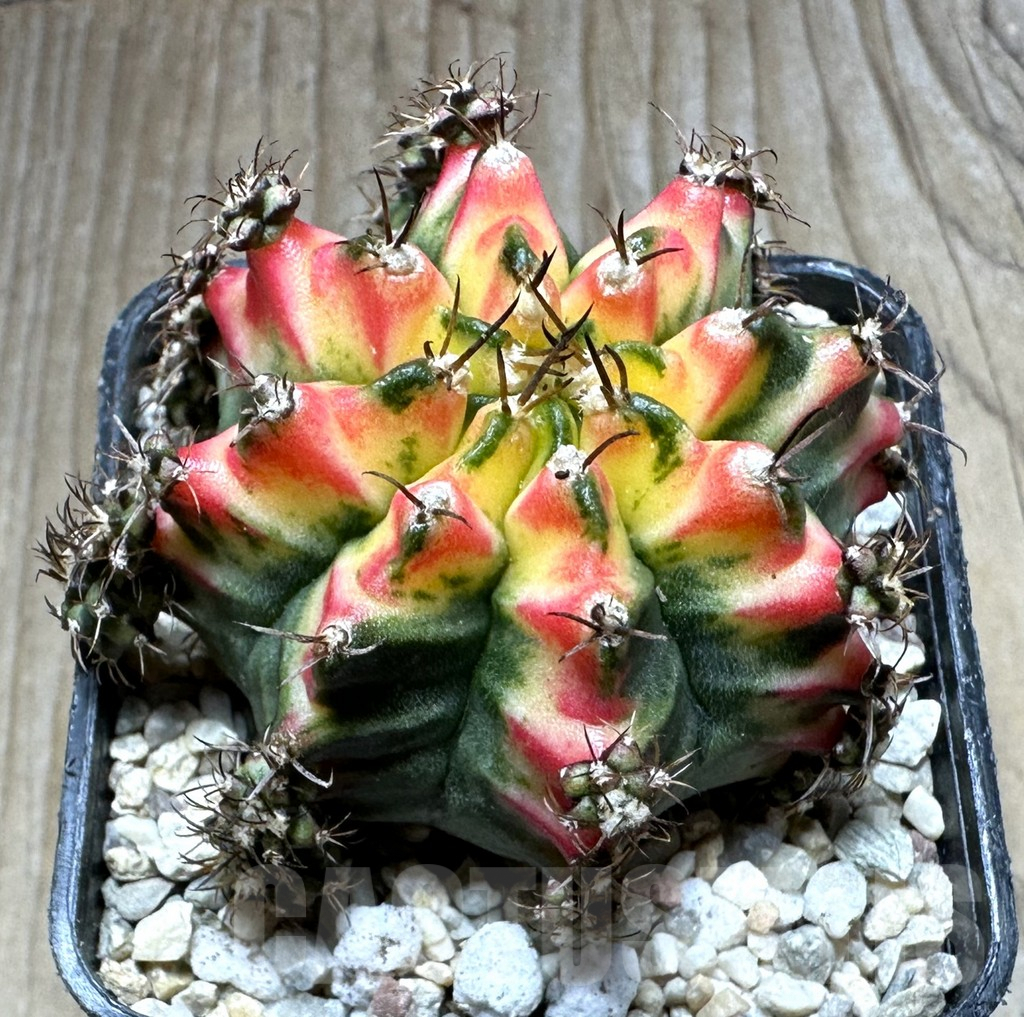 SHPR32764 Gymnocalycium mihanovichii ‘Multicolor’