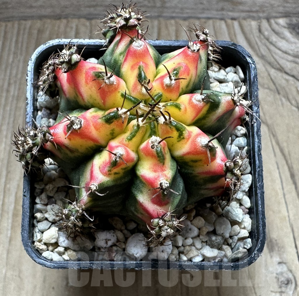 SHPR32764 Gymnocalycium mihanovichii ‘Multicolor’ - 画像 (2)