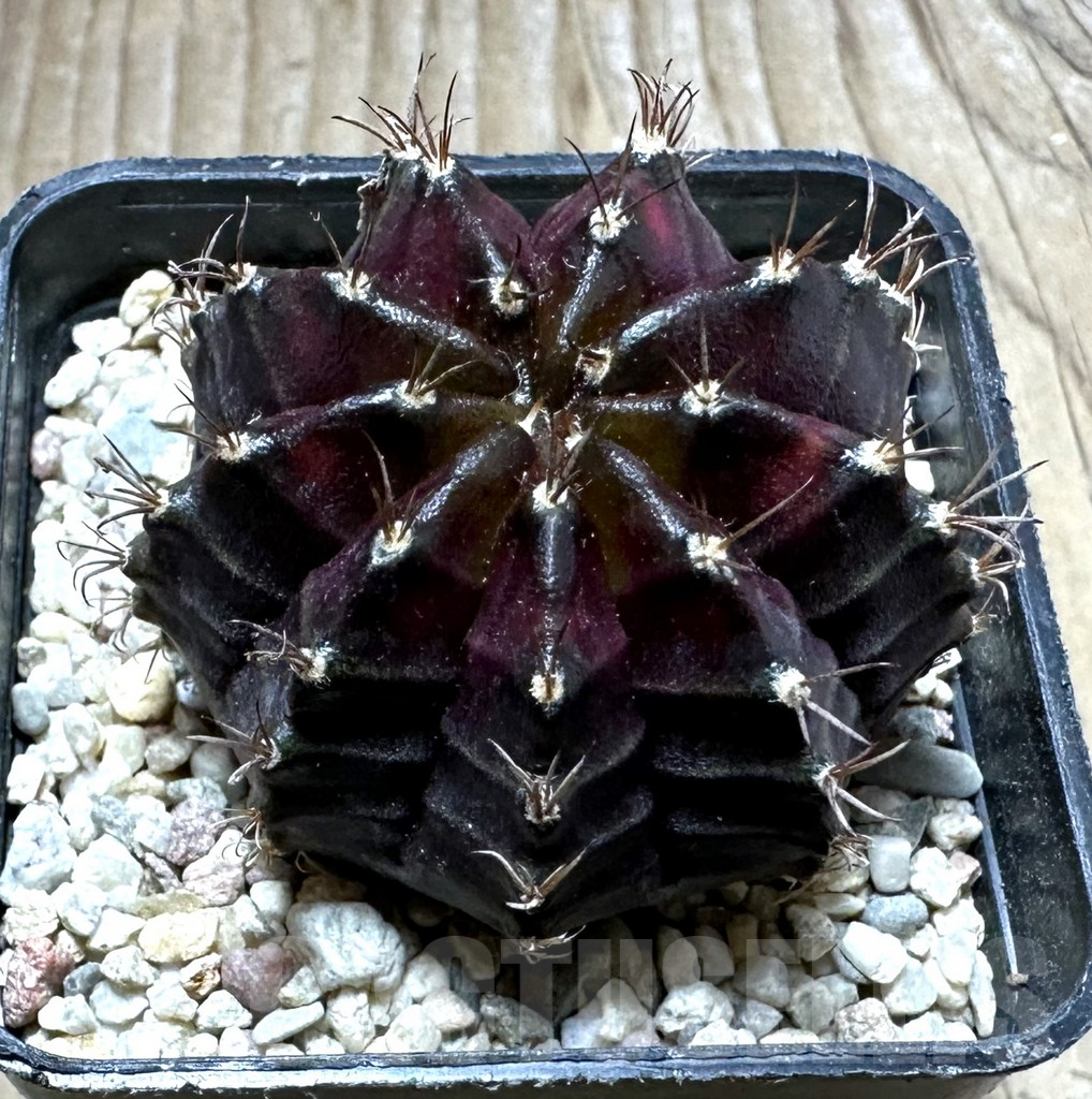 SHPR32769 Gymnocalycium mihanovichii ‘Black Widow’ seedling