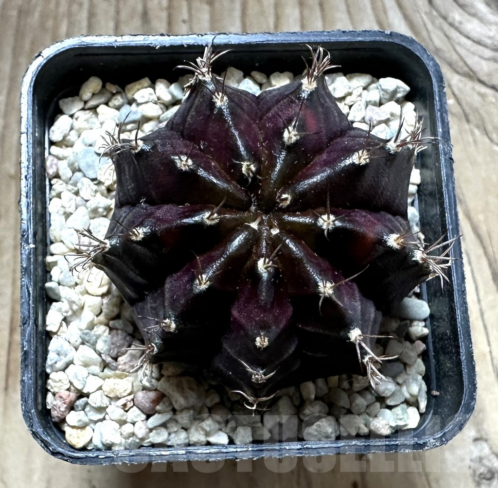 SHPR32769 Gymnocalycium mihanovichii ‘Black Widow’ seedling - Obrázek 2