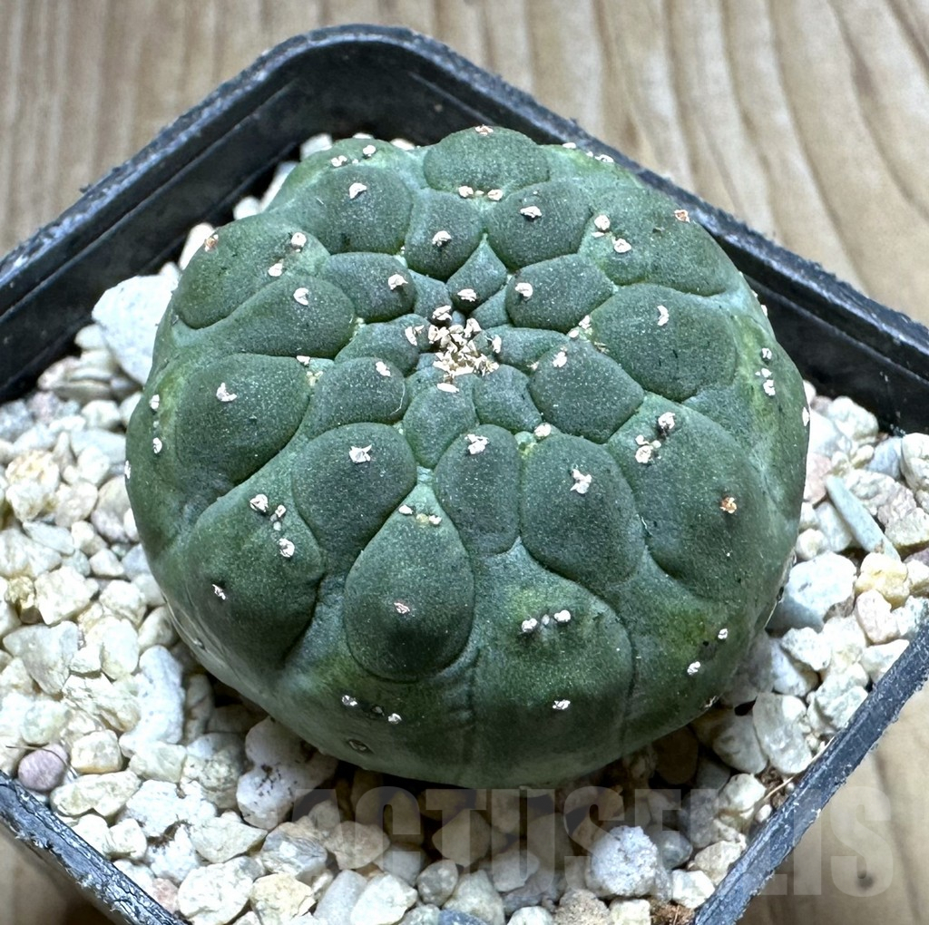 SHPR32771 Euphorbia gymnocalycioides