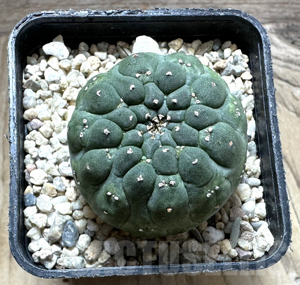 SHPR32771 Euphorbia gymnocalycioides - immagine 2