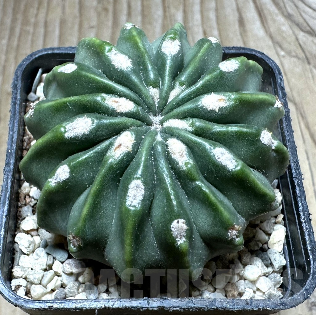 SHPR32772 Homalocephala texensis 'Togenasi Ayanami'