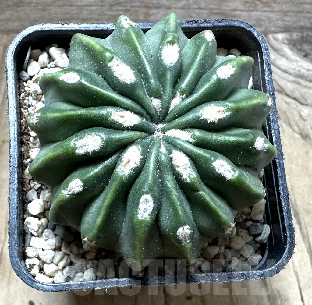 SHPR32772 Homalocephala texensis 'Togenasi Ayanami' - Image 2