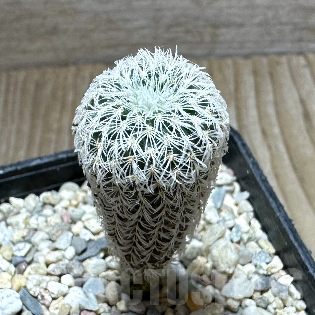 SHPR32774 Frailea densispina