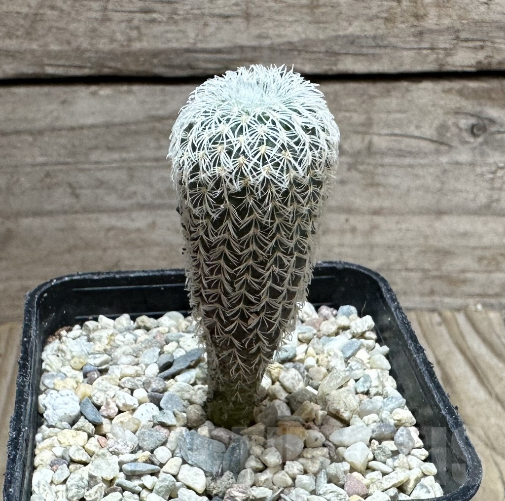 SHPR32774 Frailea densispina - Image 2