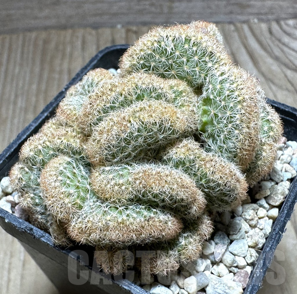 SHPR32775 Mammillaria elongata f.cristata clon 2