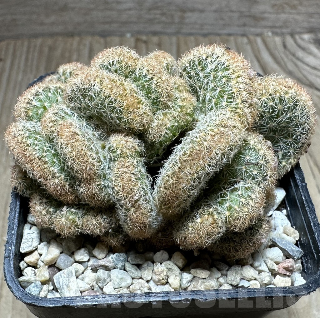 SHPR32775 Mammillaria elongata f.cristata clon 2 - Obrázek 2