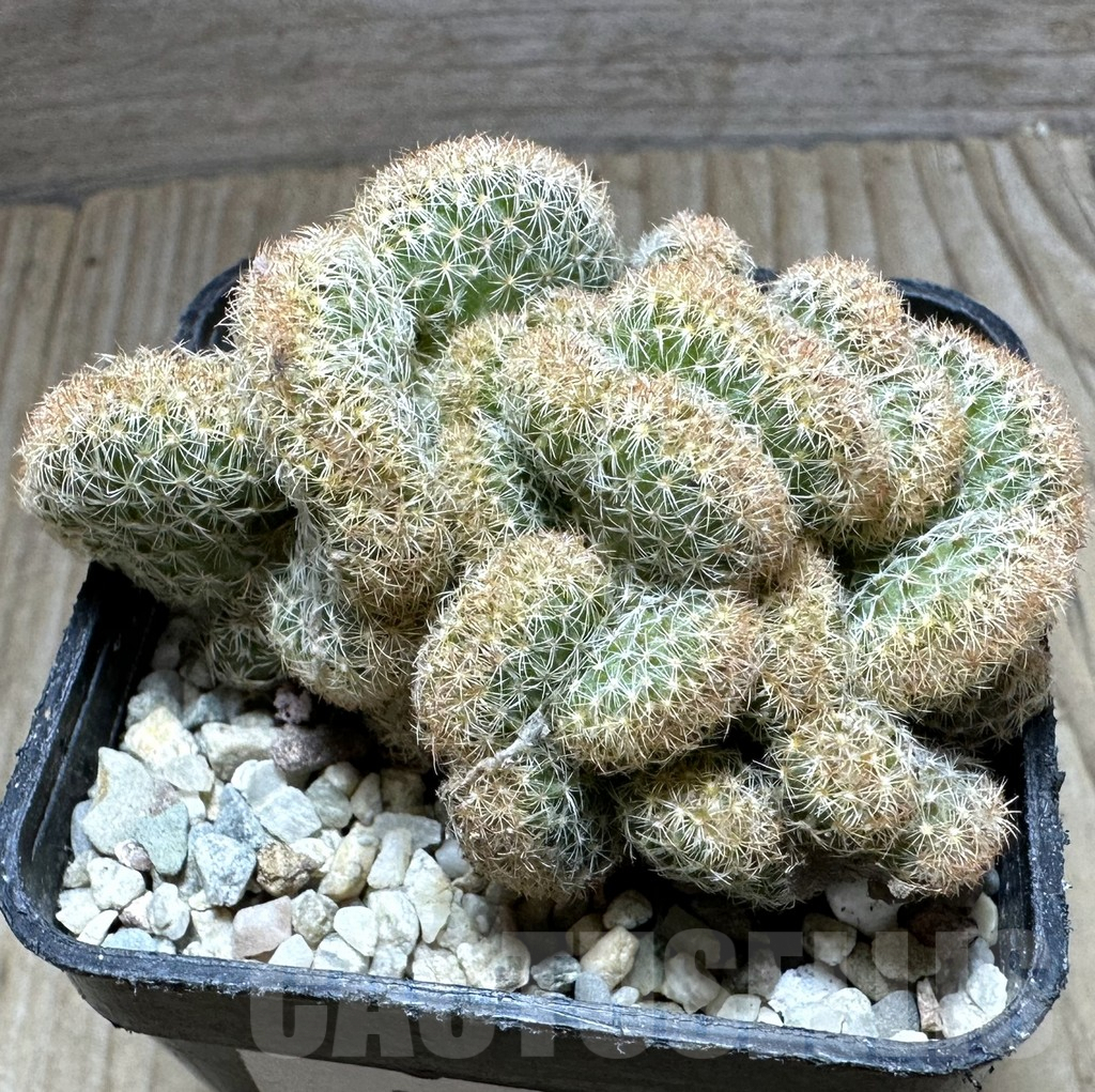 SHPR32775 Mammillaria elongata f.cristata clon 2 - Obrázek 3