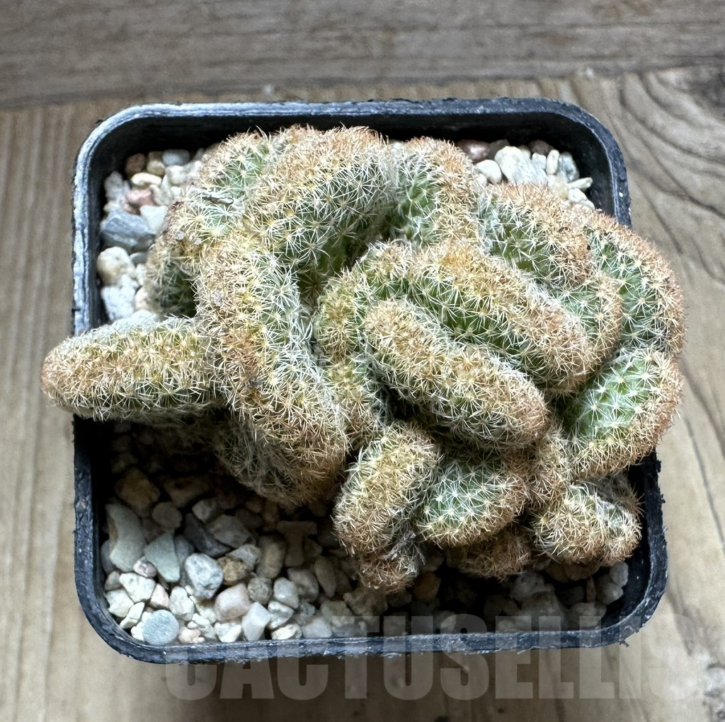 SHPR32775 Mammillaria elongata f.cristata clon 2 - Obrázek 4