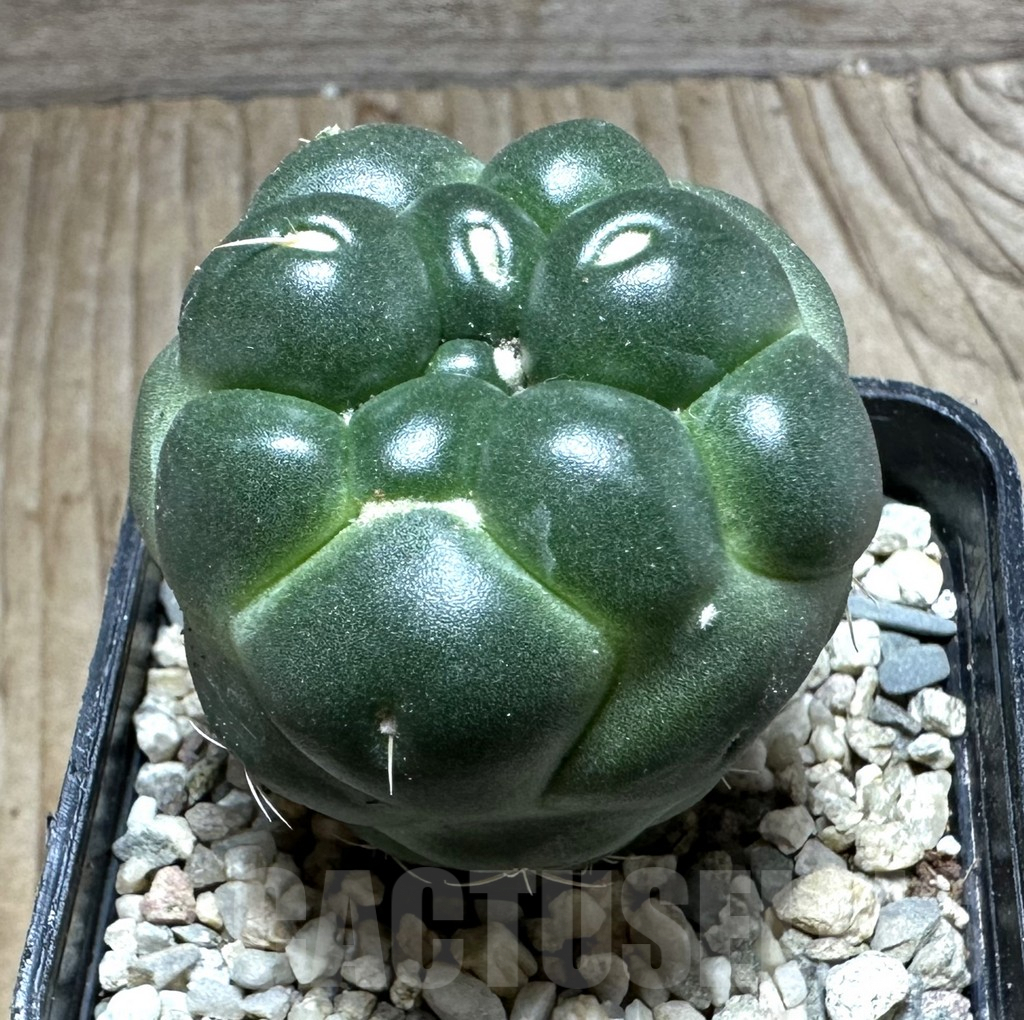 SHPR32776 Coryphantha elephantidens 'inermis'