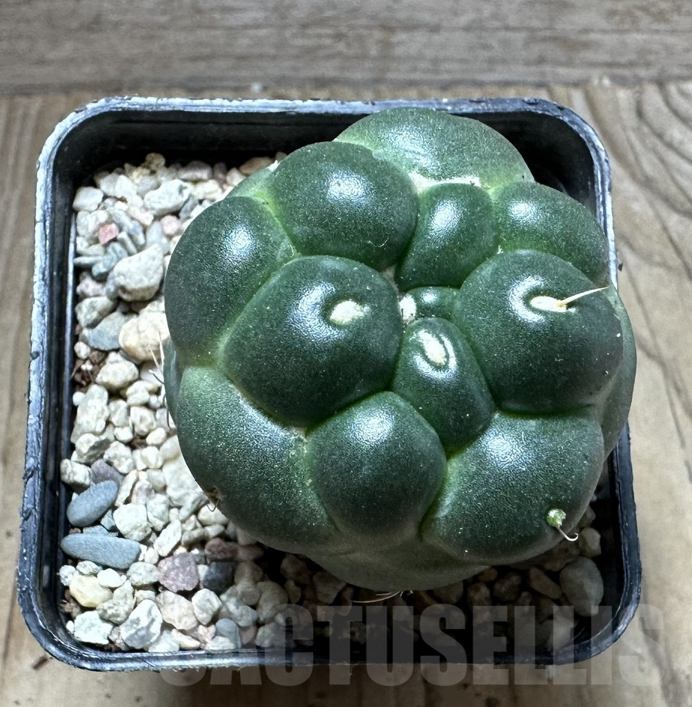 SHPR32776 Coryphantha elephantidens 'inermis' - Obrázek 2