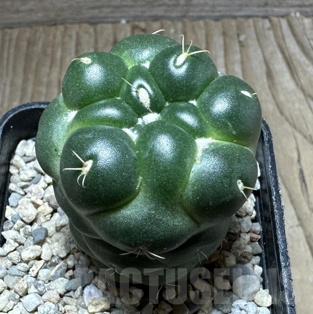 SHPR32777 Coryphantha elephantidens 'inermis' - Obrázek 4