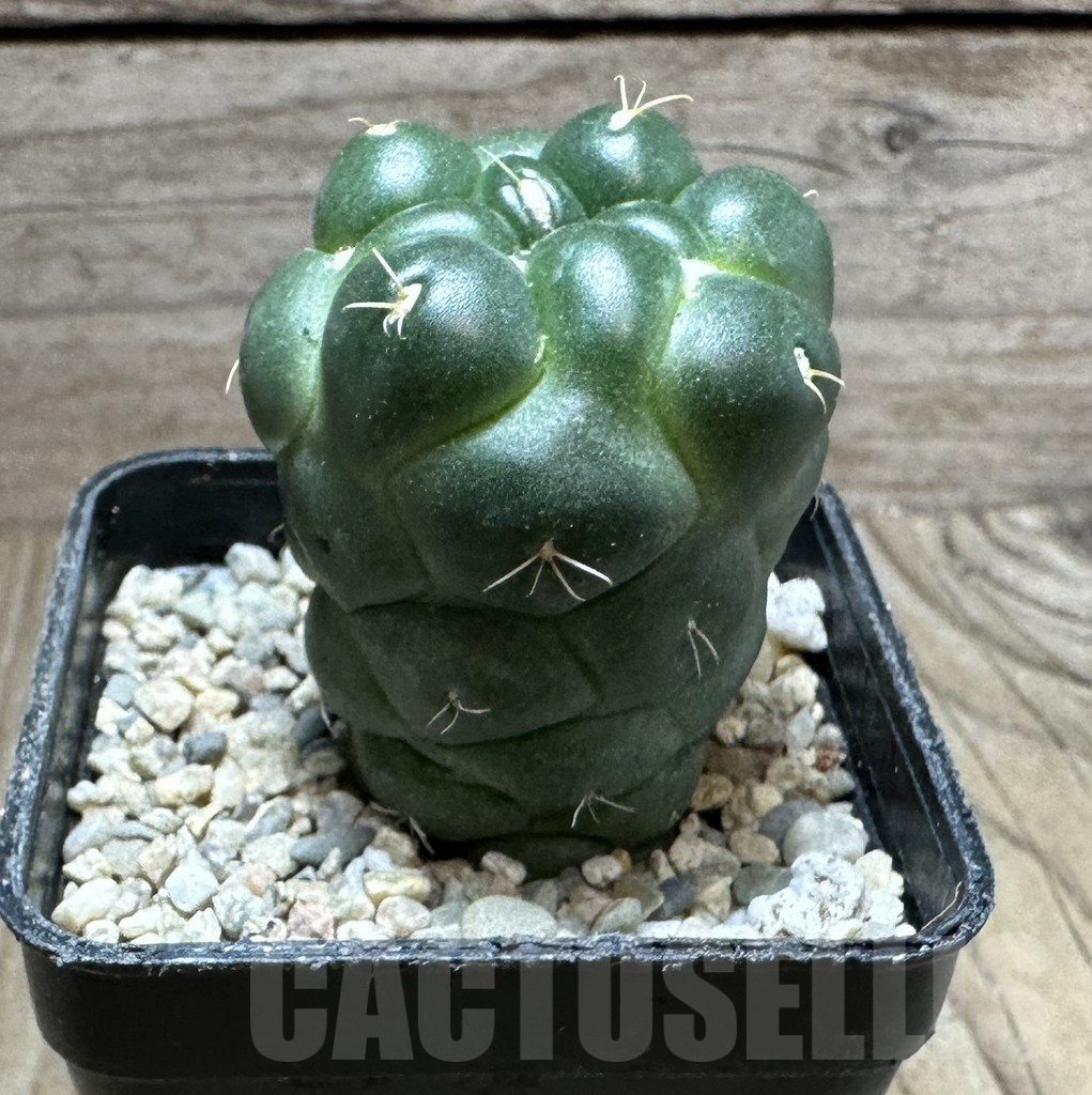 SHPR32777 Coryphantha elephantidens 'inermis' - Obrázek 2