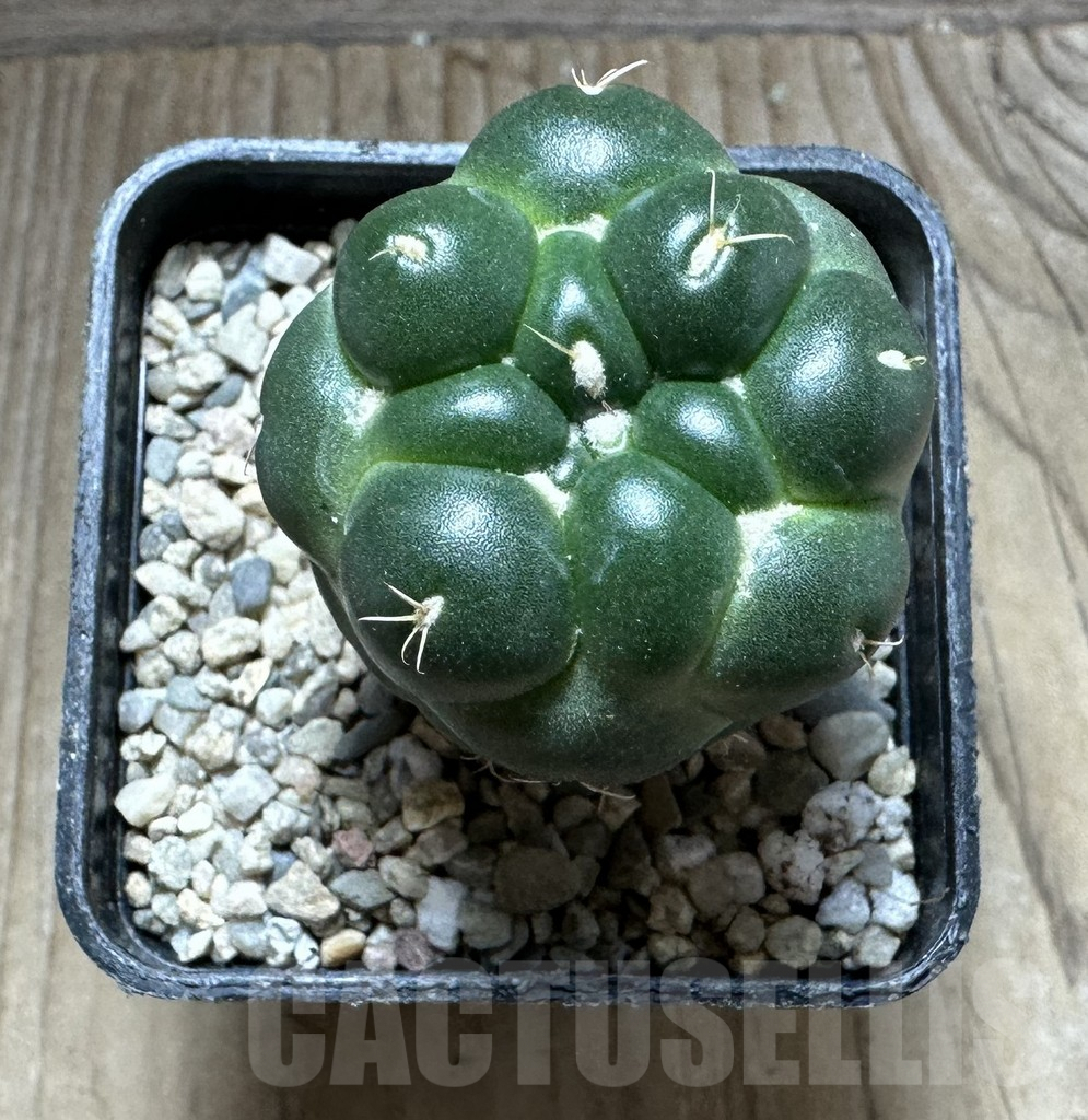 SHPR32777 Coryphantha elephantidens 'inermis' - Obrázek 3