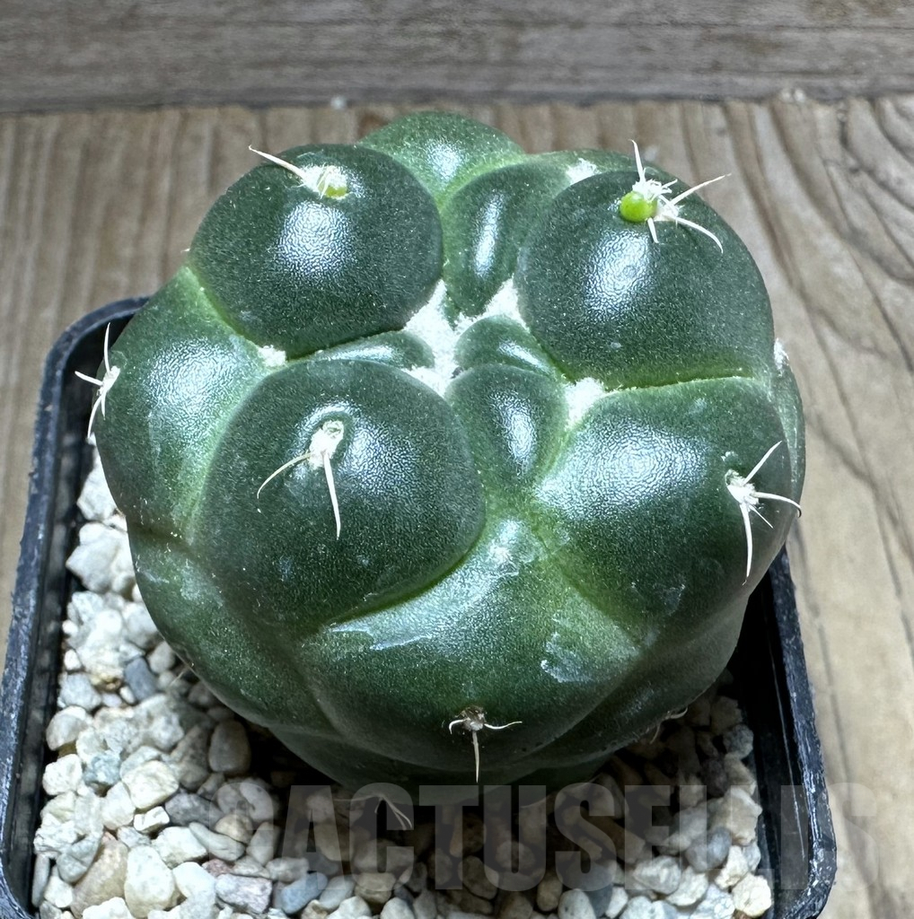 SHPR32778 Coryphantha elephantidens 'inermis'