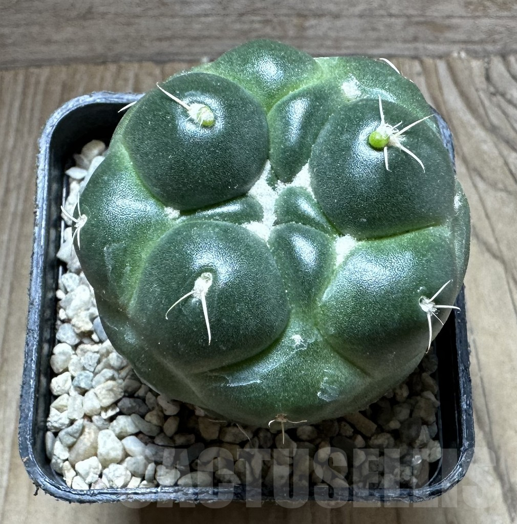 SHPR32778 Coryphantha elephantidens 'inermis' - 画像 (2)