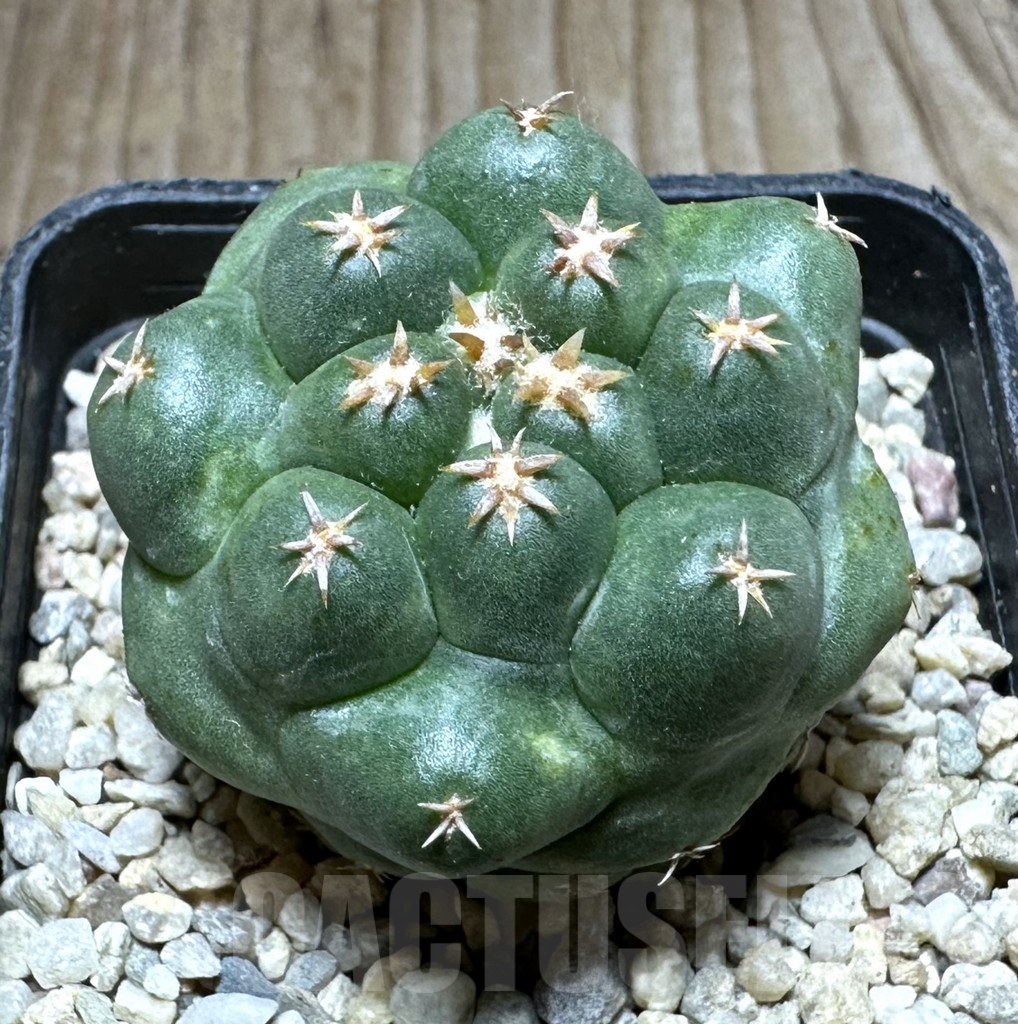 SHPR32779 Coryphantha elephantidens ‘Titan’