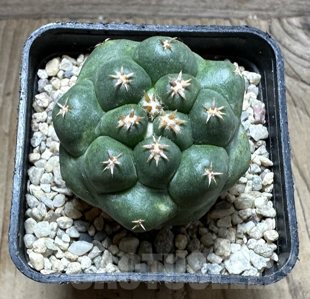 SHPR32779 Coryphantha elephantidens ‘Titan’ - Зображення 2