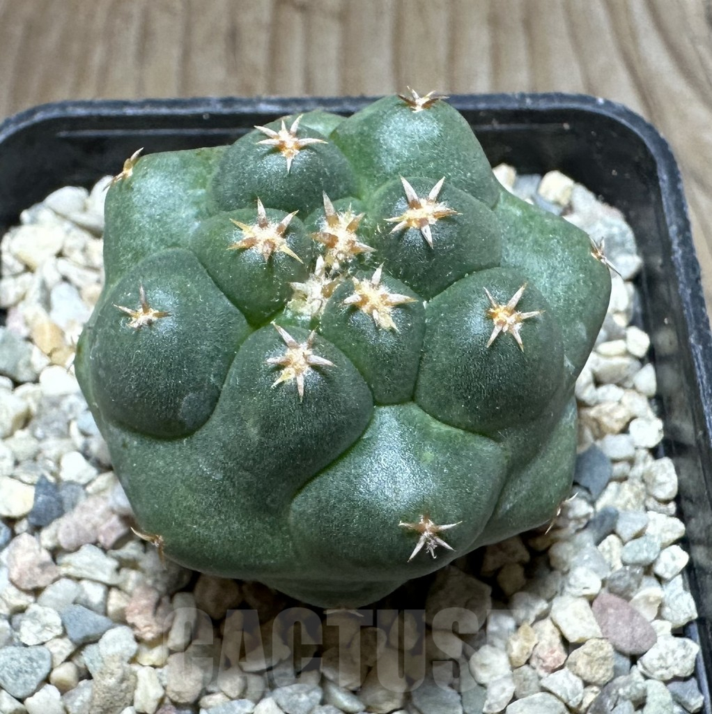 SHPR32780 Coryphantha elephantidens ‘Titan’