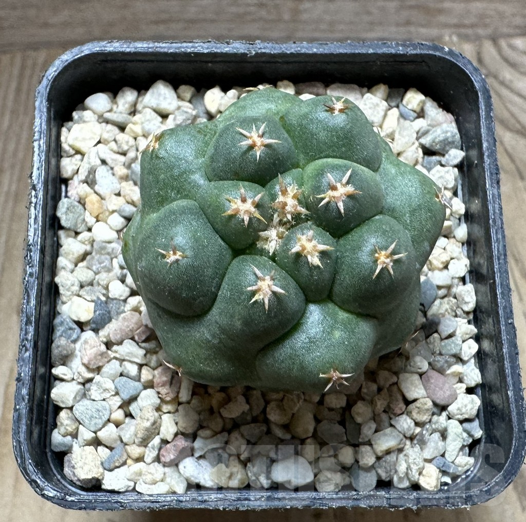 SHPR32780 Coryphantha elephantidens ‘Titan’ - Image 2