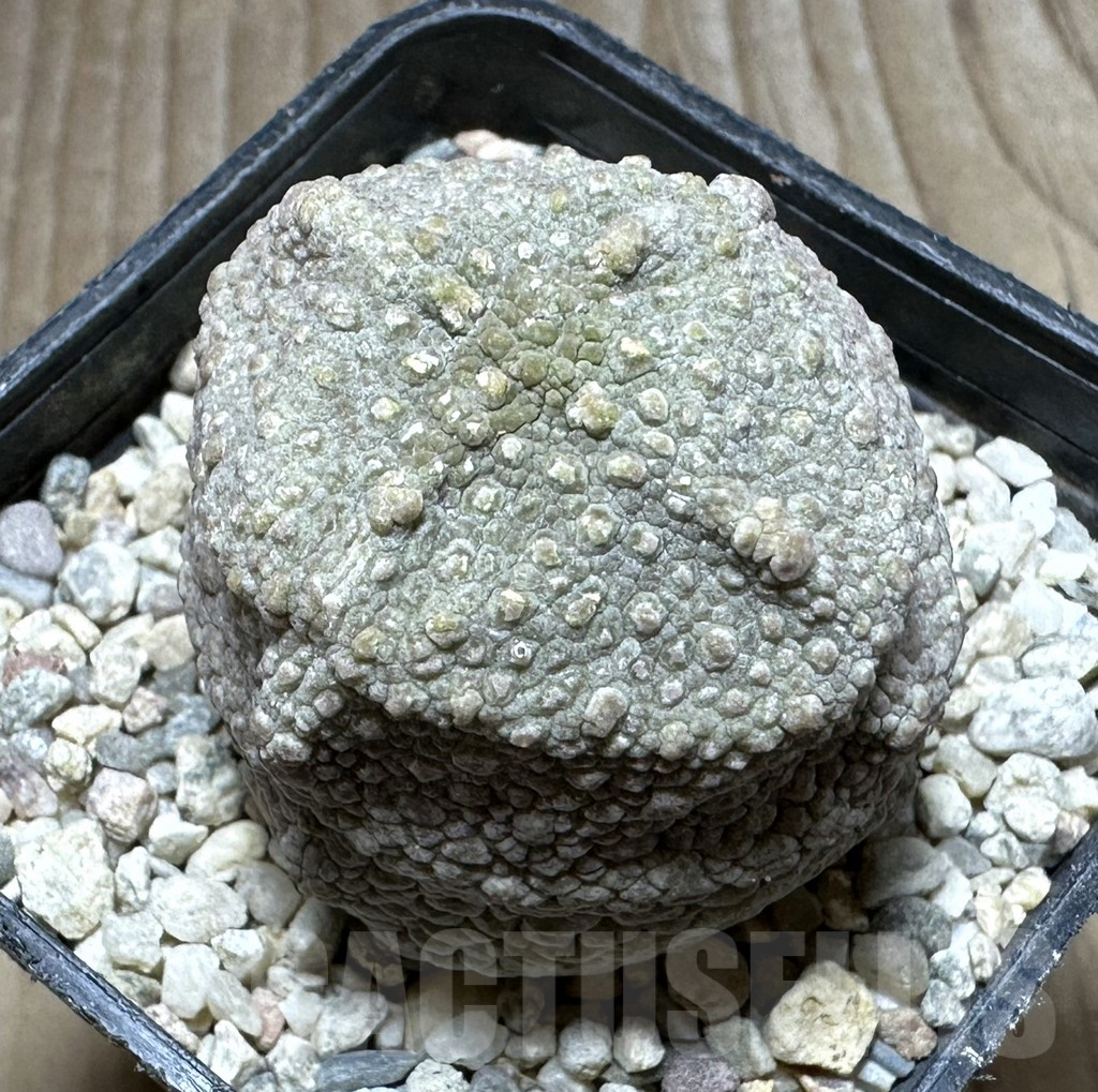 SHPR32783 Pseudolithos cubiformis