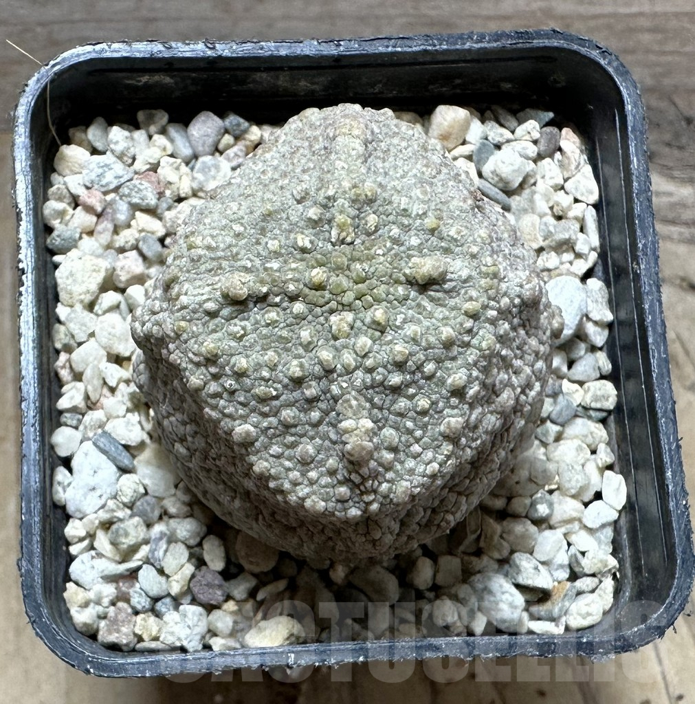 SHPR32783 Pseudolithos cubiformis - Image 2