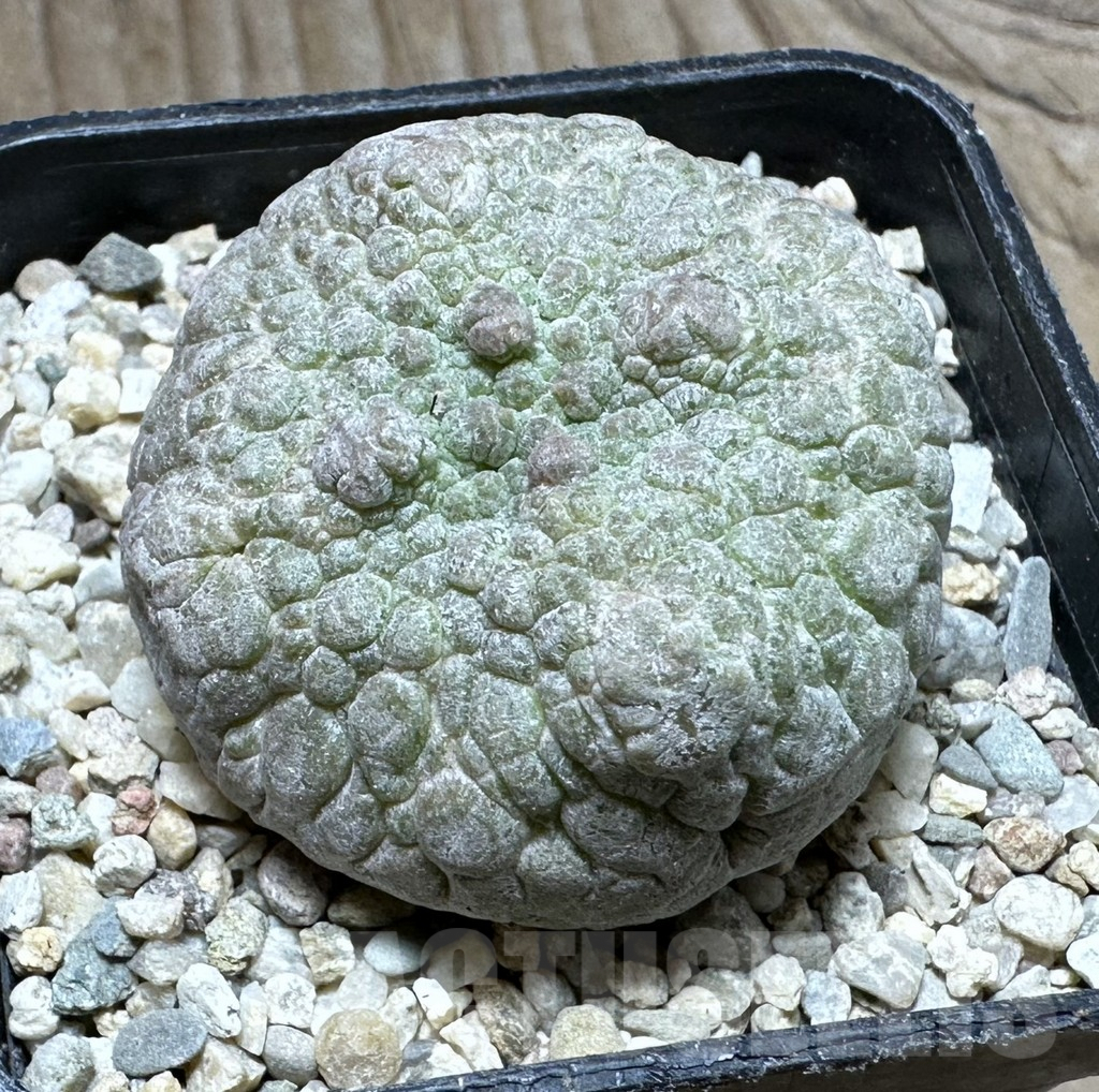 SHPR32784 Pseudolithos cubiformis