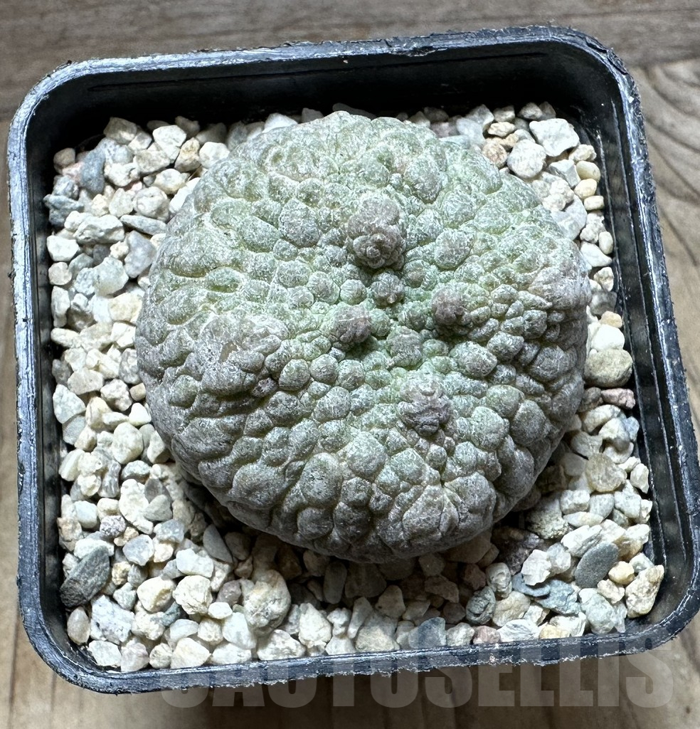SHPR32784 Pseudolithos cubiformis – Image 2