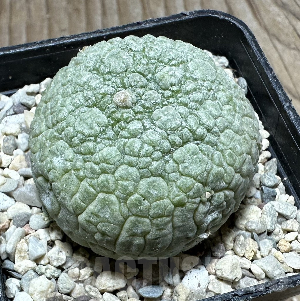 SHPR32787 Pseudolithos migiurtinus