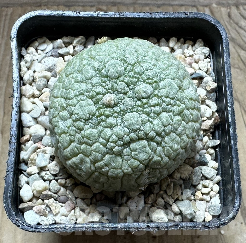 SHPR32787 Pseudolithos migiurtinus – Image 2