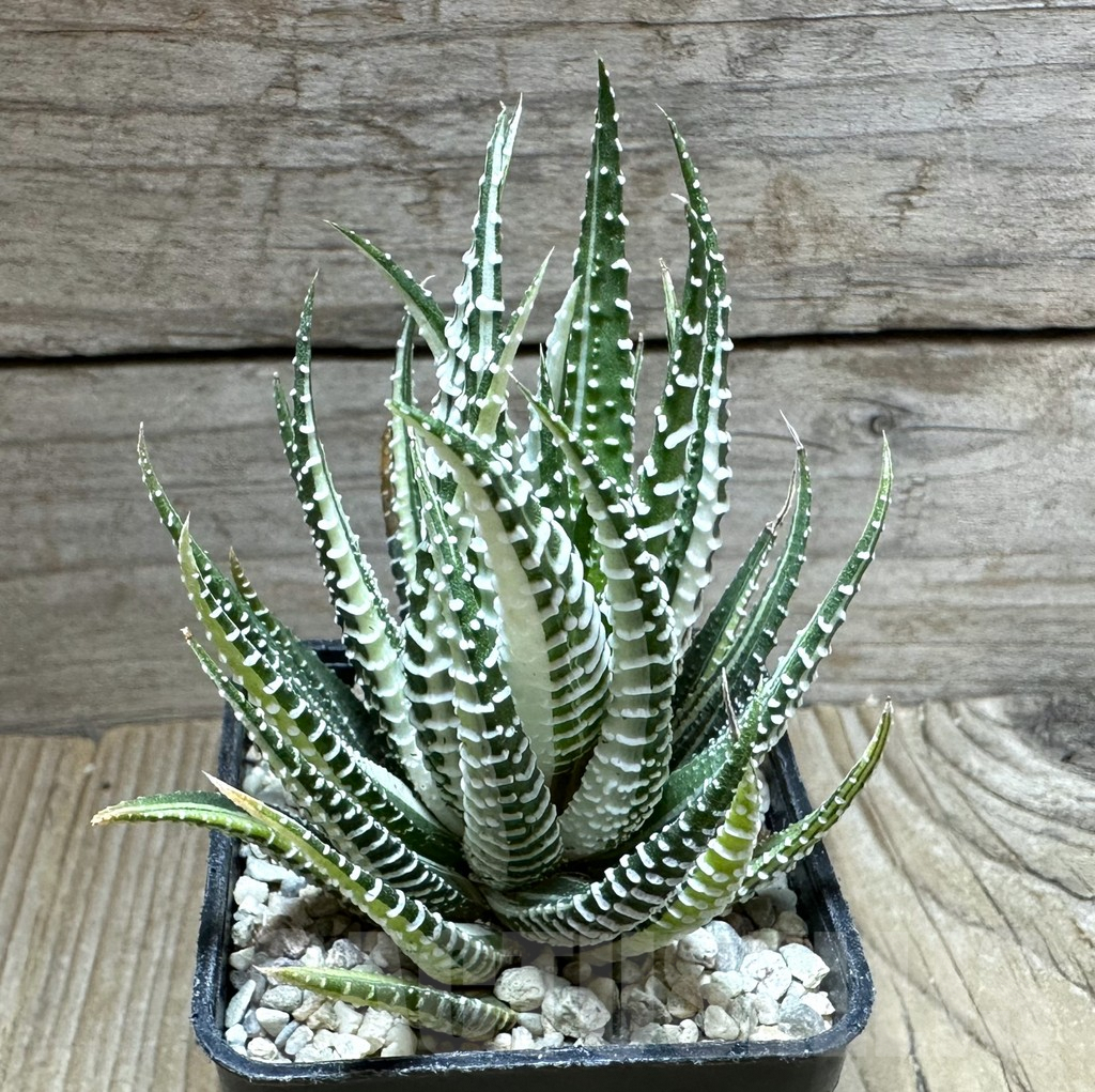SHPR32790 Haworthia fasciata f. variegata white – Image 2