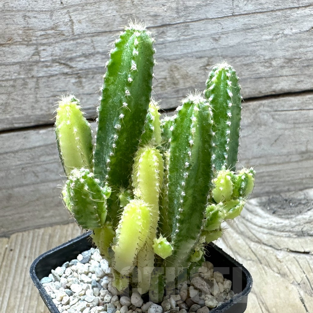 SHPR32794 Cereus peruvianus f. variegata - Imagen 2