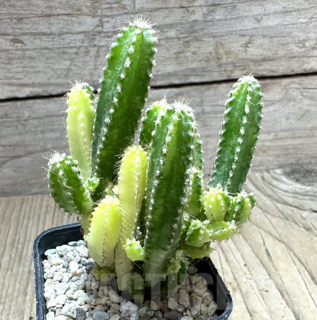 SHPR32794 Cereus peruvianus f. variegata