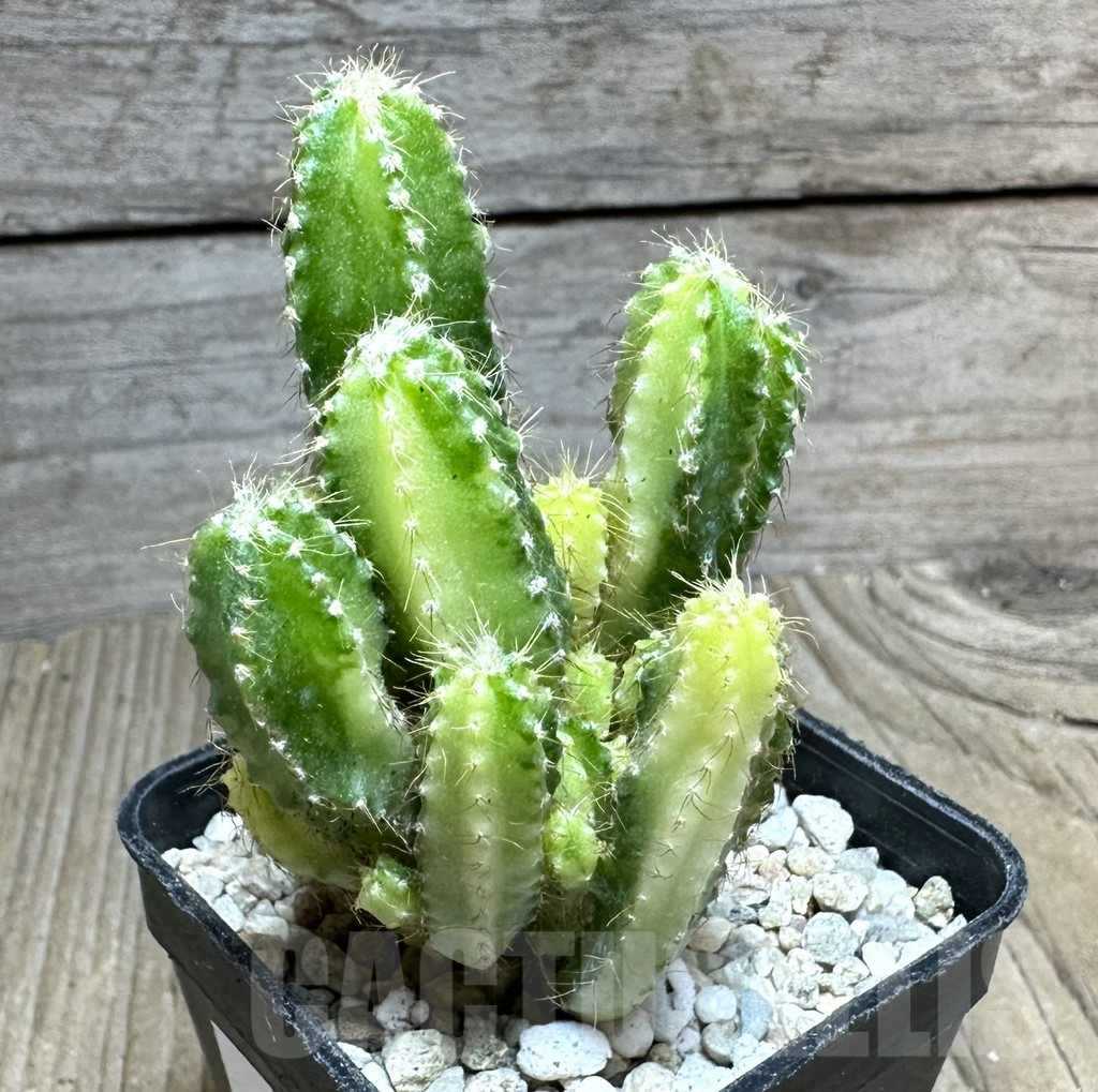 SHPR32795 Cereus peruvianus f. variegata