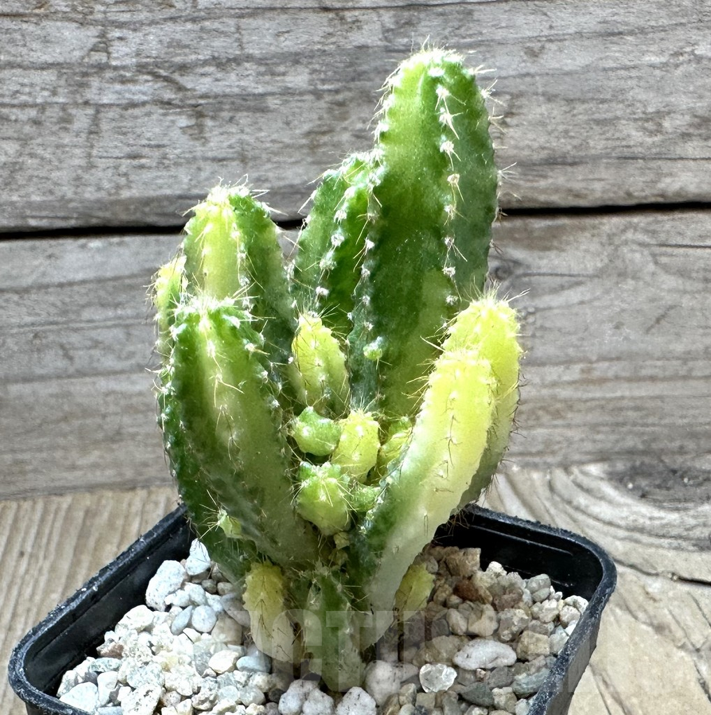 SHPR32795 Cereus peruvianus f. variegata - Imagen 2